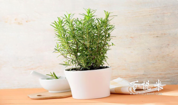 西餐里各種香草點綴意境,其實自己也能動手種,不光好看也能吃!